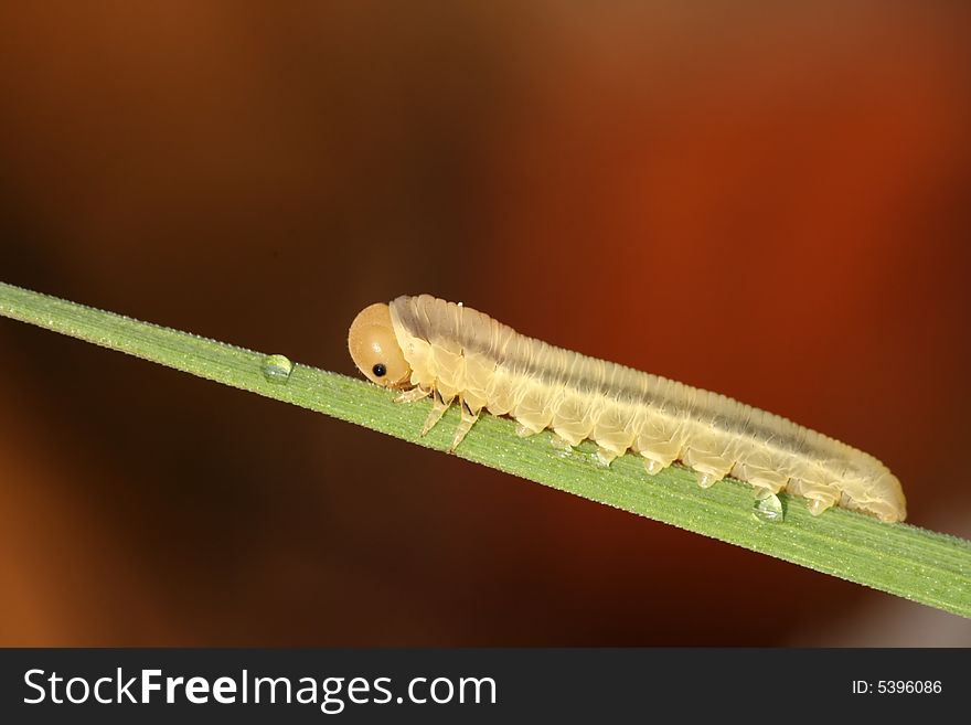 Closeup of small caterpillar on red background