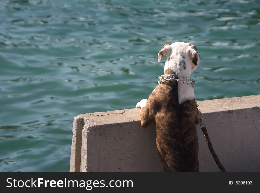 Doggy wants to swim in big ocean. Doggy wants to swim in big ocean