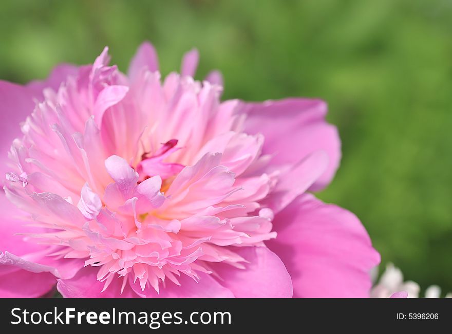Pink Peony on green background