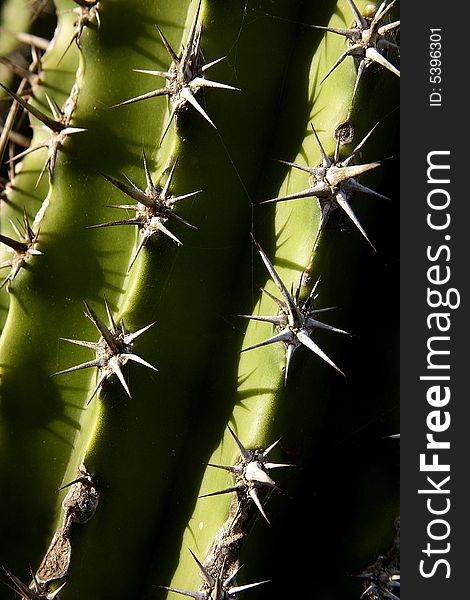 Cactus, Desert of Baja California Sur, Mexico