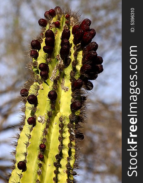 Cactus, Desert of Baja California Sur, Mexico