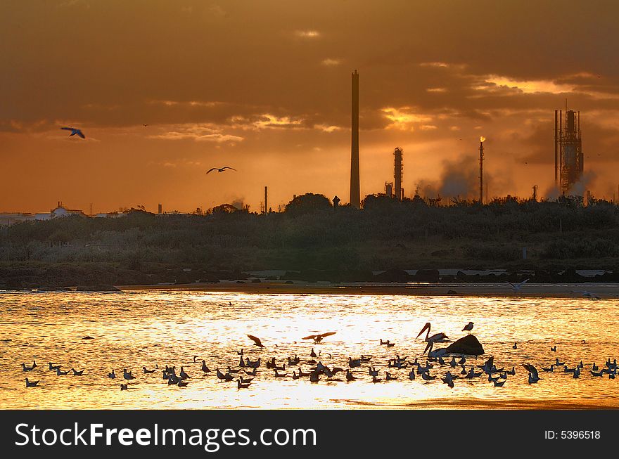 A harnomy scene in williamstown melbourne with heaps of water birds and factory operating at the far background. A harnomy scene in williamstown melbourne with heaps of water birds and factory operating at the far background