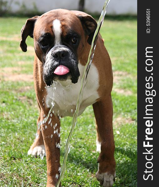 Funny dog boxer is playing with the water. Sweet puppy of boxer.