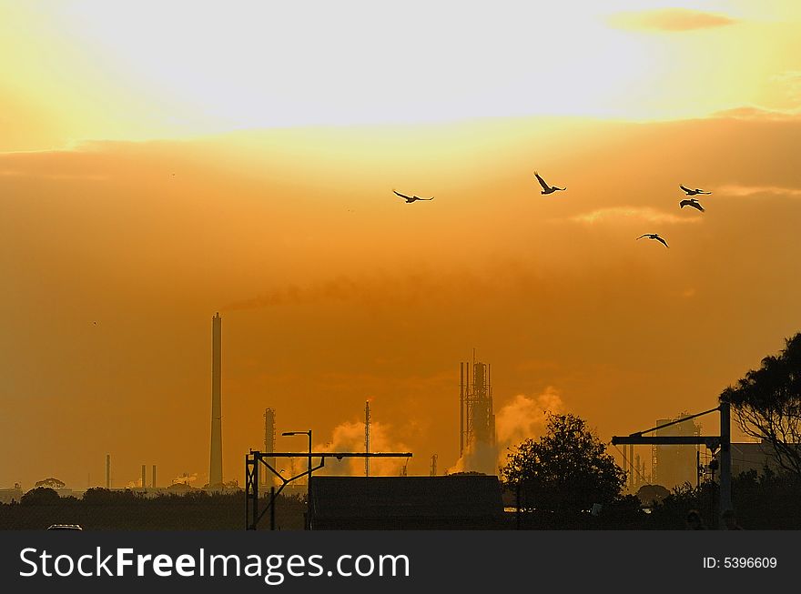 Sunset birds factory williamstown melbourne