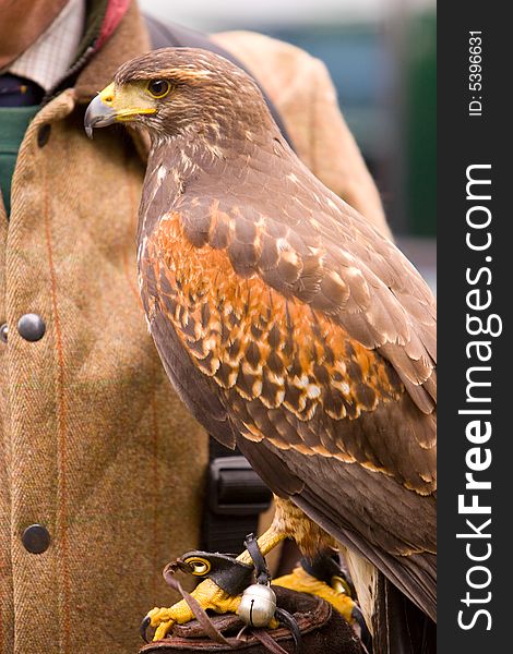 Hunting with a Harris Hawk. Hunting with a Harris Hawk