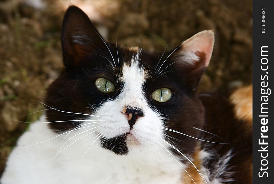 A beautiful female cat, with three colours. A beautiful female cat, with three colours