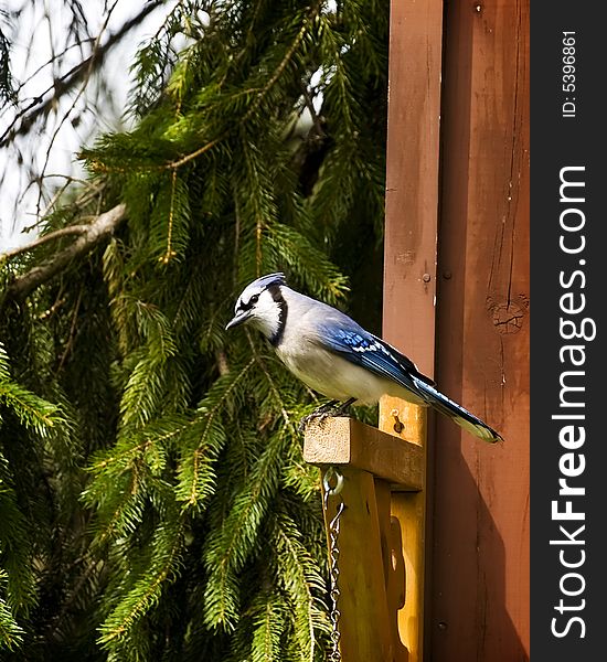 Blue Jay sitting on plant hanger