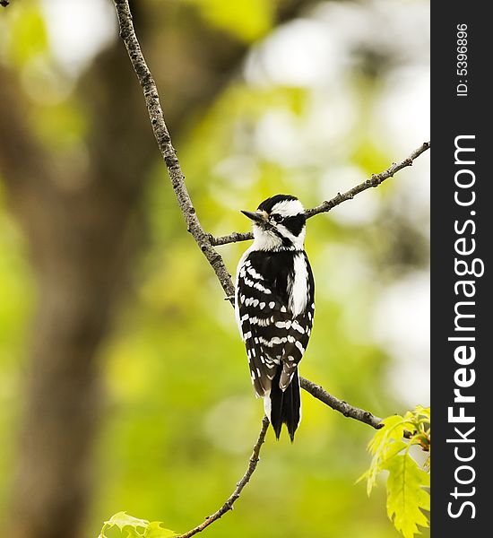 Woodpecker perched on branch of oak tree. Woodpecker perched on branch of oak tree