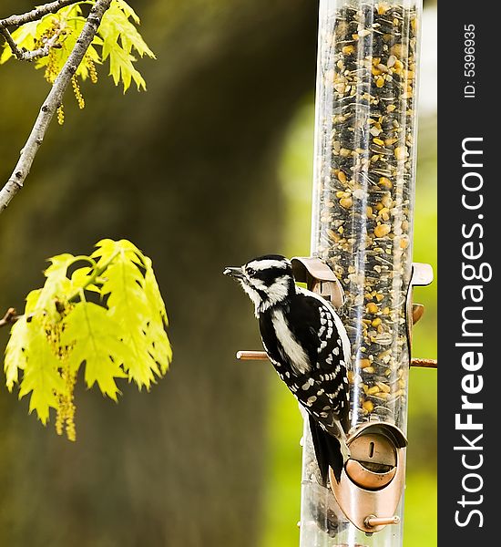 Downy Woodpecker at Feeder