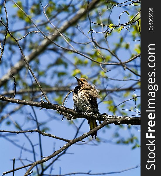 Yellow shafted flicker perched on tree branch. Yellow shafted flicker perched on tree branch