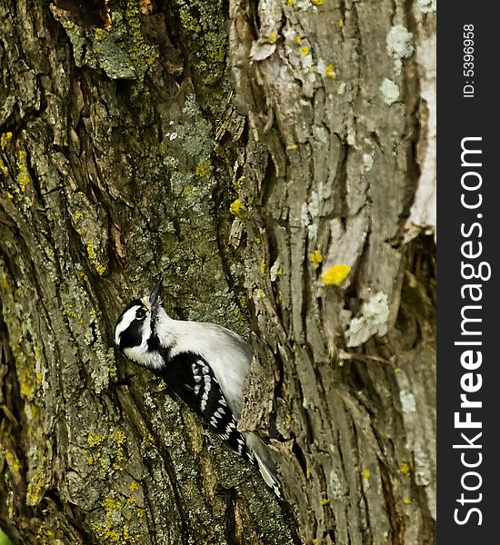 Downy woodpecker perched on side of tree searching for food