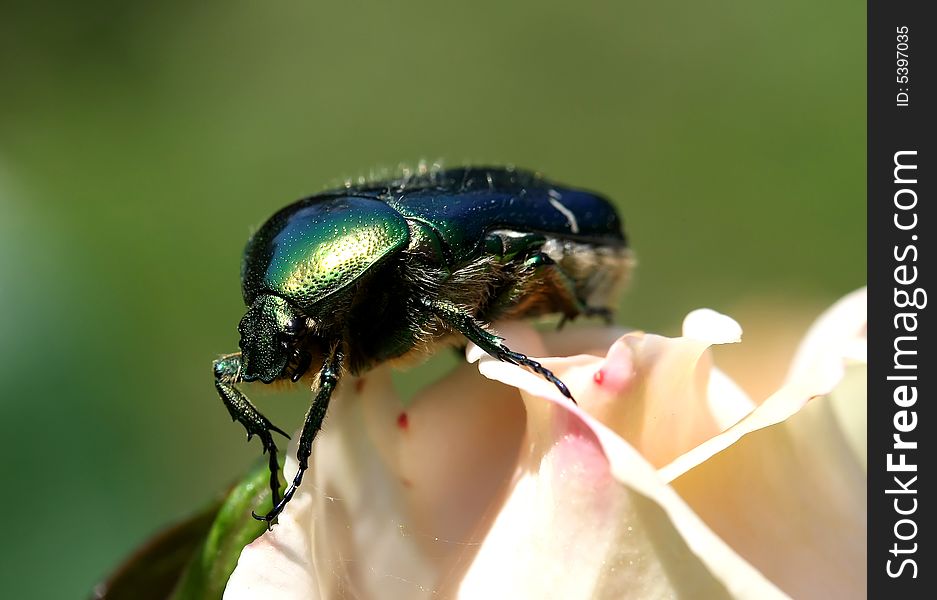 A may bug on a white rose