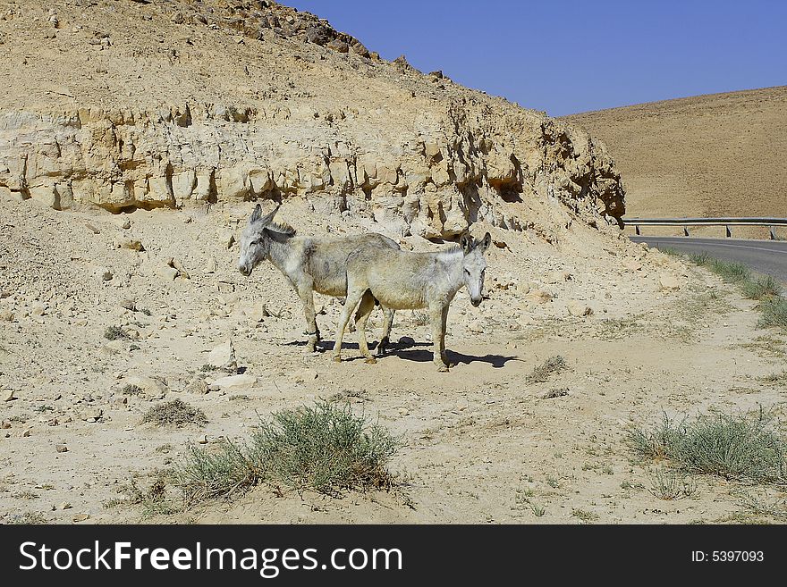 Donkeys In Judean Desert