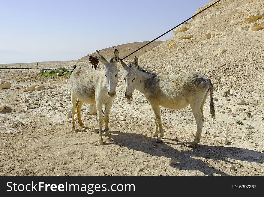 Donkeys In Judean Desert