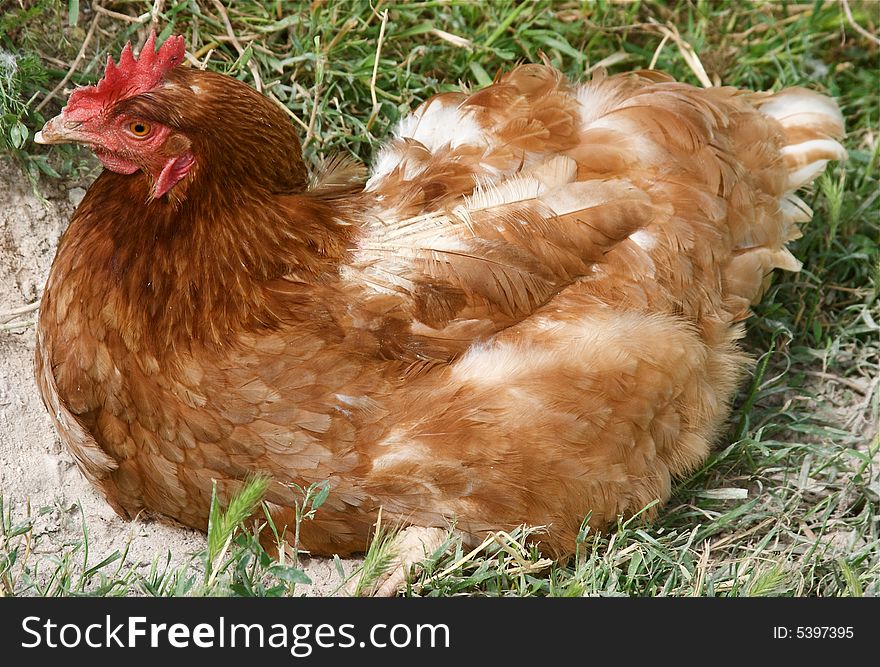 Photo of hen sitting in the grass