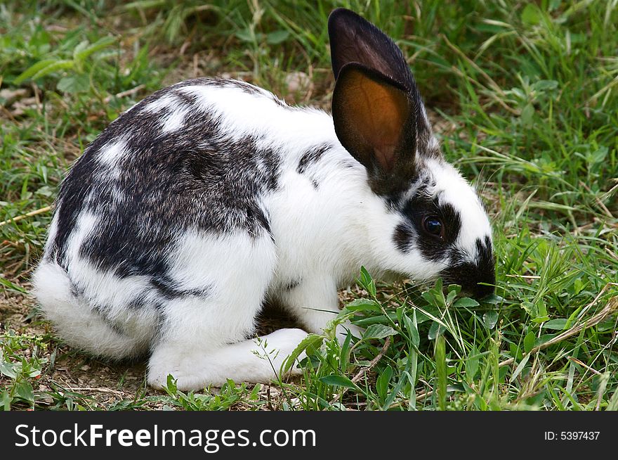 A cute and furry wild european rabbit. A cute and furry wild european rabbit