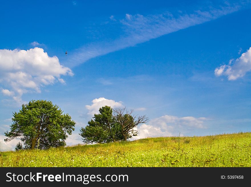 Trees in a meadow in spring, full of wildflowers with a blue sky and puffy white clouds. Trees in a meadow in spring, full of wildflowers with a blue sky and puffy white clouds