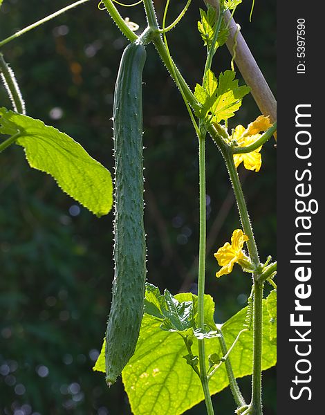 A cucumber or gherkin is growing with some leaves and flowers