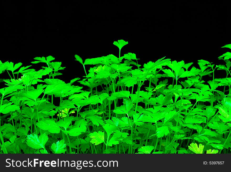 Green parsley growing on a black background.