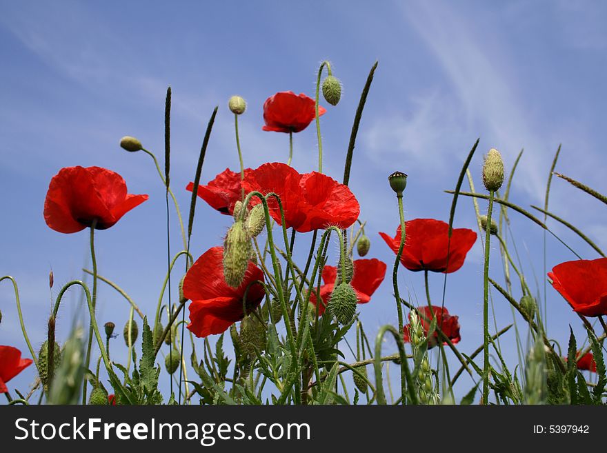 Red poppy on background sky