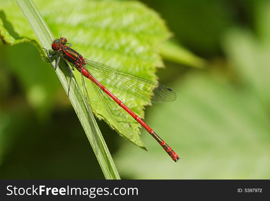 Delicate red damselfly on vegetation. Delicate red damselfly on vegetation