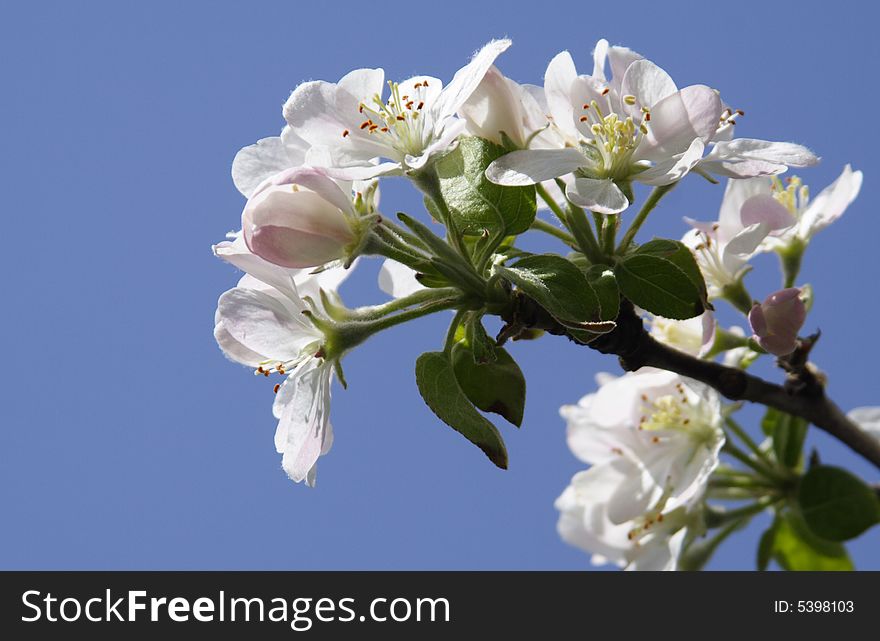 Flowerses to sweet cherrieses on background sky. Flowerses to sweet cherrieses on background sky