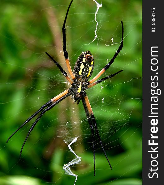 Black And Yellow Argiope Spider Free Stock Images Photos