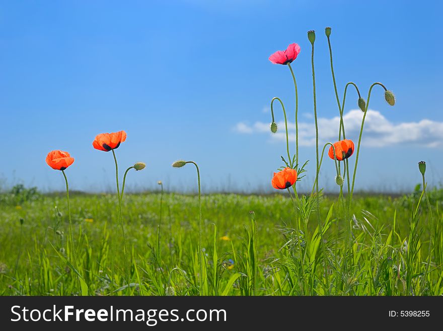 Field with poppies