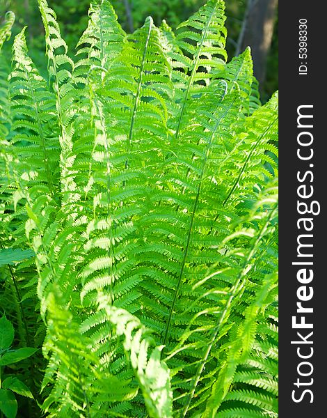 Fern plant with sunlight spots in the forest. Fern plant with sunlight spots in the forest