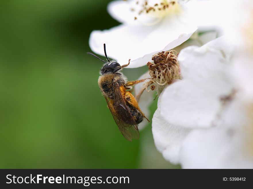 Honey Bee gathering pollen from a white flower. Macro.