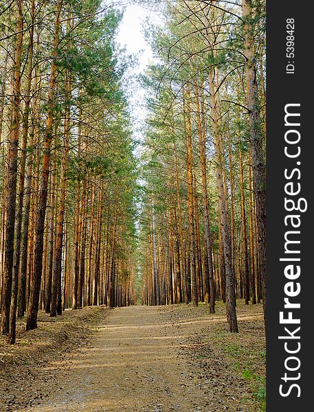 Footpath in pine forest