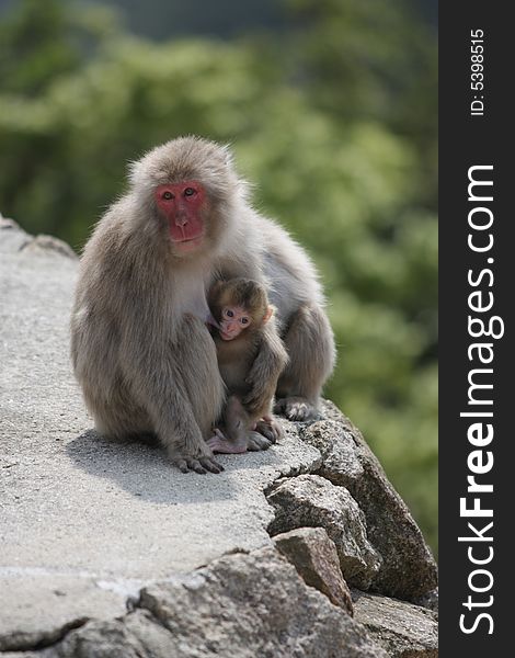Wild Breastfeeding Monkey, Miyajima, Japan.