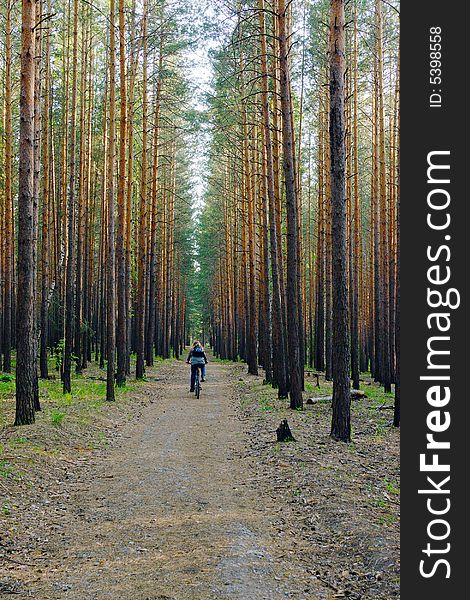 Woman is cycling along footpath  in the pine forest. Woman is cycling along footpath  in the pine forest