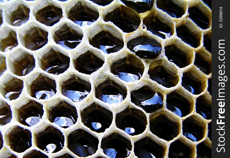 There is honey in honeycombs. He is used as the feed for strengthening of health, increase of tone of organism; treatment of many diseases (heart; nervous system; muliebrias; gastric and duodenum ulcers; bronchial tubes and lights, eyes, skinning diseases). Promotes masculine potency.