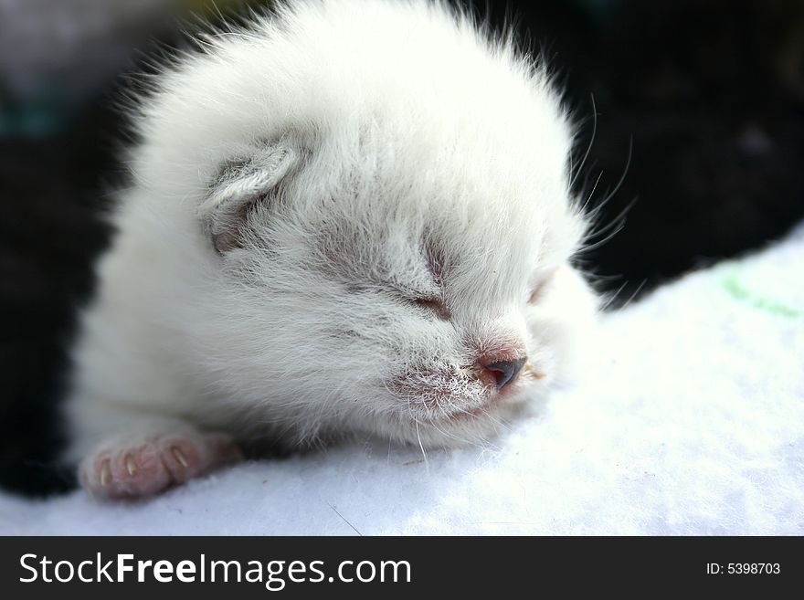 This wee kitten hasn't opened her eyes yet - she's only 3 days old. One day, she'll grow up to be a fierce hunter and help keep the barn free of rodents. This wee kitten hasn't opened her eyes yet - she's only 3 days old. One day, she'll grow up to be a fierce hunter and help keep the barn free of rodents.