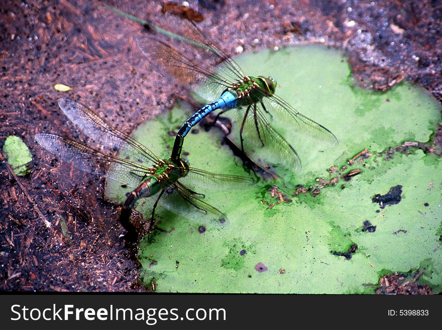 Two dragonflies mating on a plant