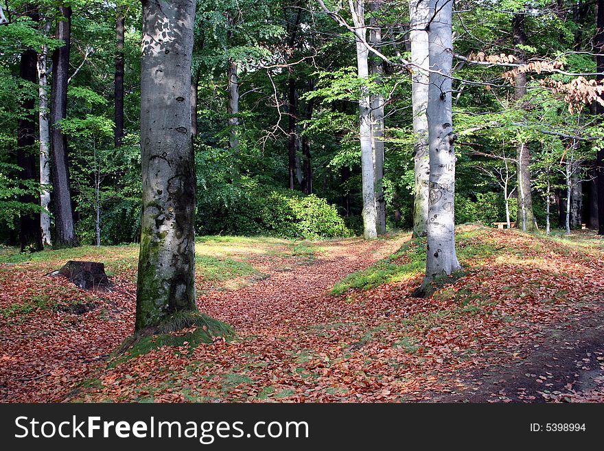 Beautiful quiet park/forest in summer