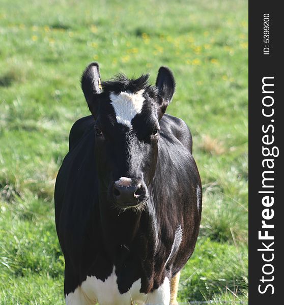 Black and white calf with ears pointing up