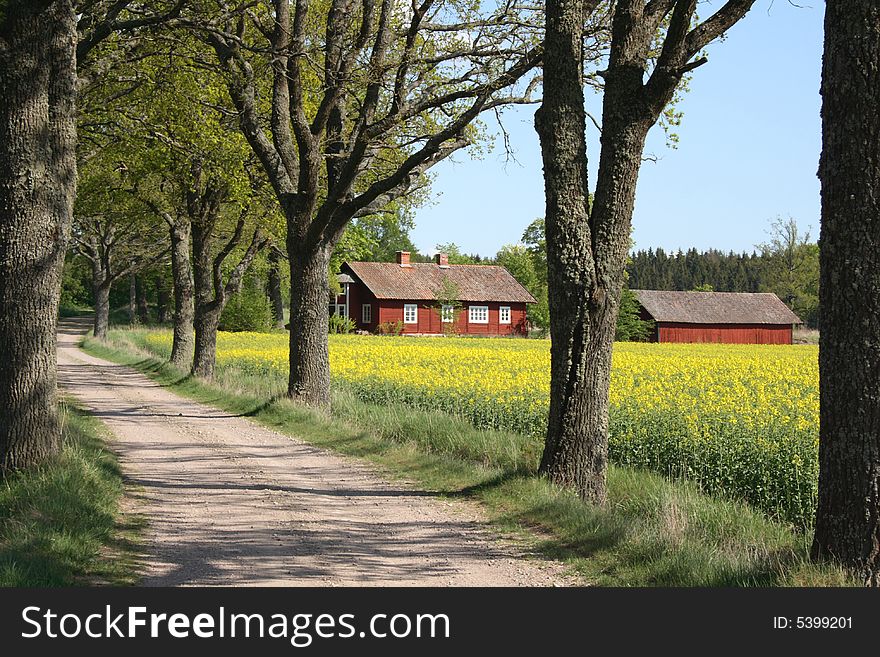 Tree alley with a red cottage by a field