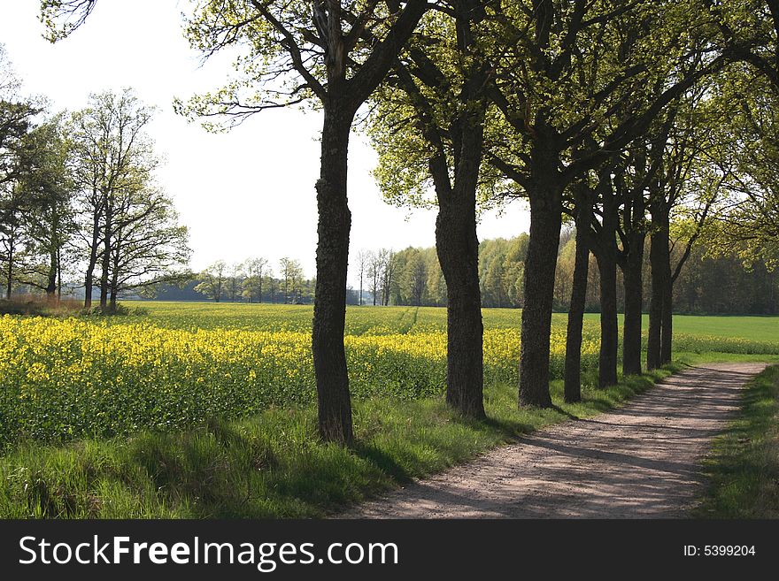 Tree alley with a yellow field behind