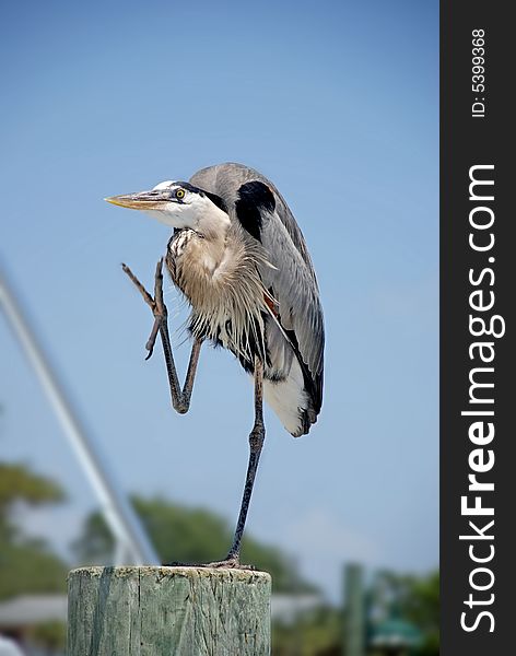 Great Blue Heron with a raised foot on the docks in Destin Florida