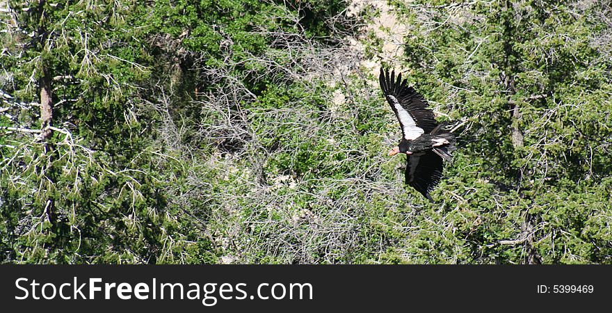 A California Condor, Gymnogyps californianus, One of the Largest and Rarest Birds in North America, Glides Over a Grove of Trees in the Grand Canyon, Arizona. A California Condor, Gymnogyps californianus, One of the Largest and Rarest Birds in North America, Glides Over a Grove of Trees in the Grand Canyon, Arizona