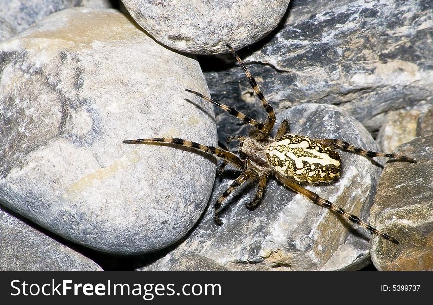 Spider; Aculepeira Ceropegia