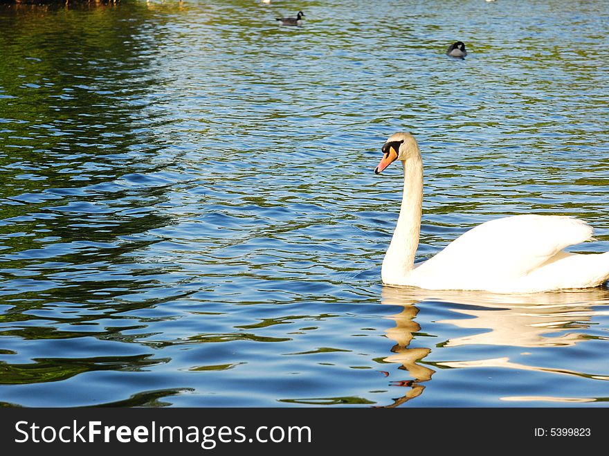 Swimming swan into the river