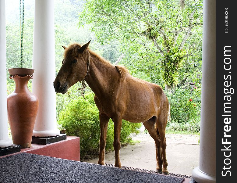 Verandah in the open air cafe of the old hotel, horse on the steps. Verandah in the open air cafe of the old hotel, horse on the steps