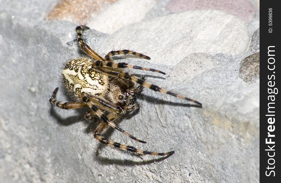 Spider Eichenblattspinne, switzerland central europe. Spider Eichenblattspinne, switzerland central europe