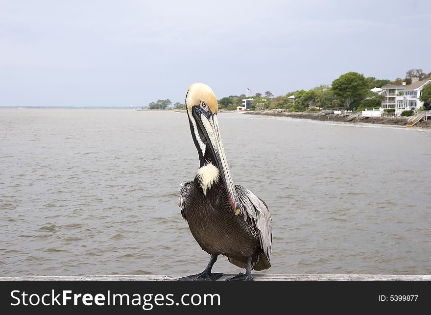 A colorful pelican on a pier looking at the camera. A colorful pelican on a pier looking at the camera