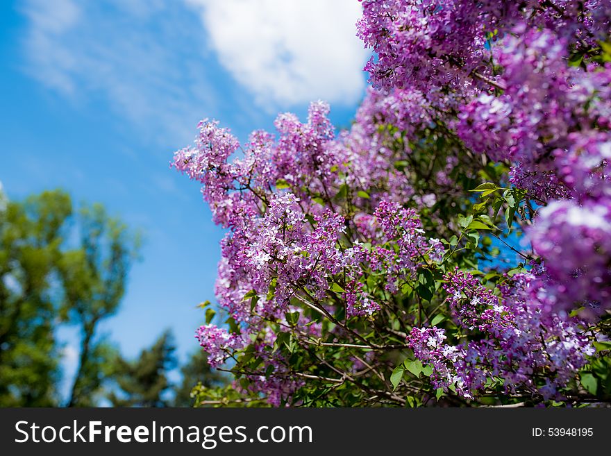 May open in the garden and the side of the road of the clusters of Harbin is very beautiful and lilac taste very sweetn