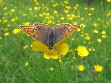 Copper Butterfly Stock Image