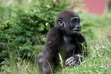 Gorilla Royalty Free Stock Images